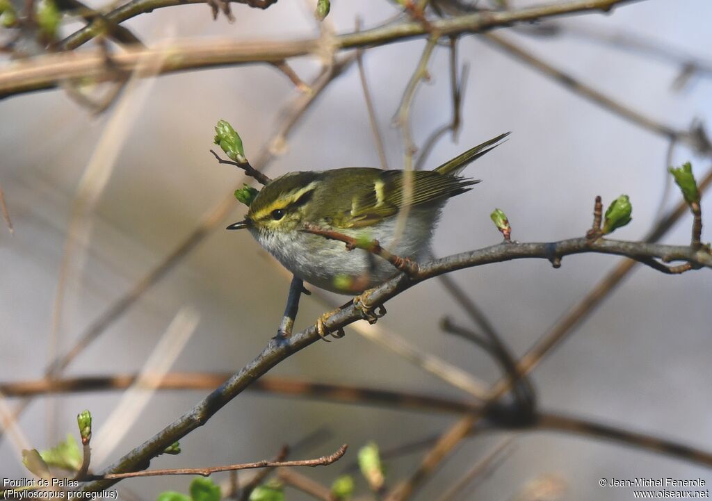 Pallas's Leaf Warbler