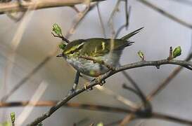 Pallas's Leaf Warbler