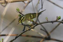 Pallas's Leaf Warbler