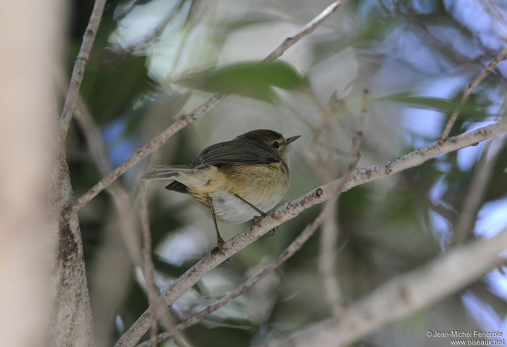 Canary Islands Chiffchaff