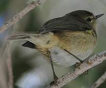 Canary Islands Chiffchaff