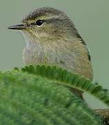 Canary Islands Chiffchaff