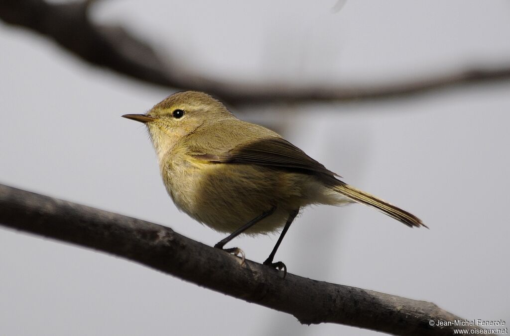 Canary Islands Chiffchaff