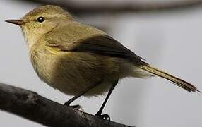 Canary Islands Chiffchaff