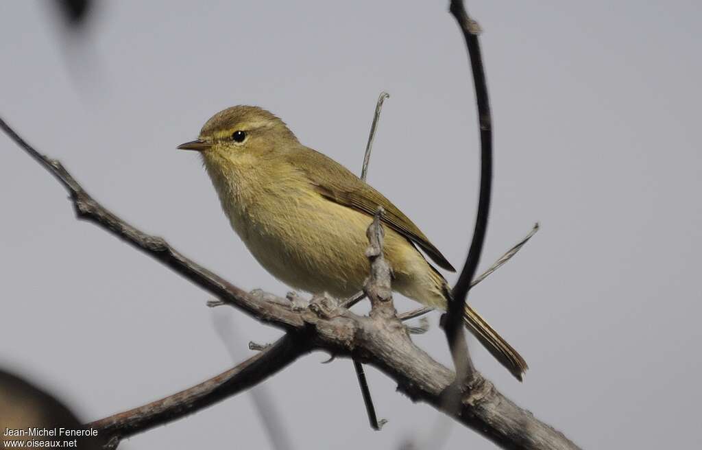 Canary Islands Chiffchaff, identification