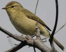 Canary Islands Chiffchaff