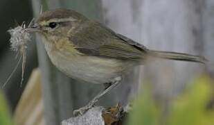 Canary Islands Chiffchaff