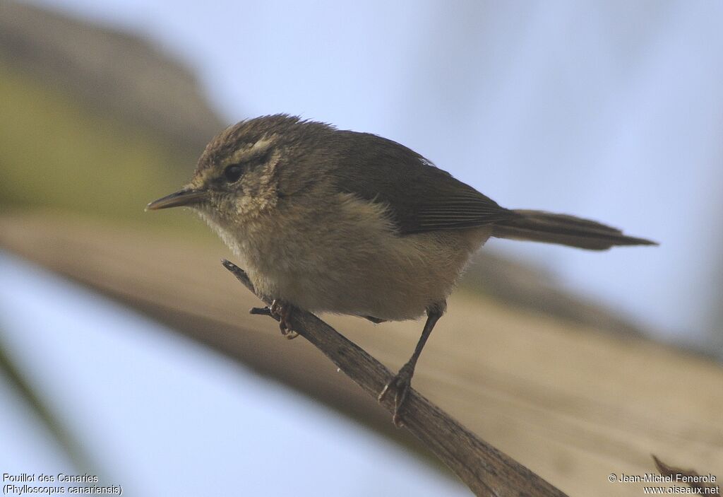 Canary Islands Chiffchaff