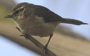 Canary Islands Chiffchaff