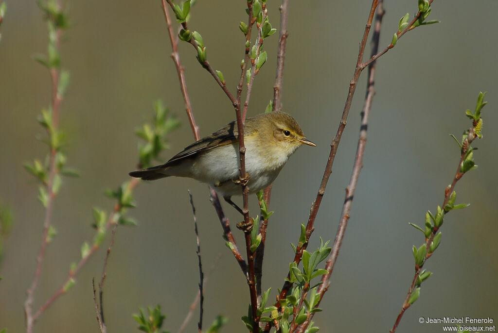 Willow Warbler