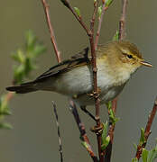 Willow Warbler