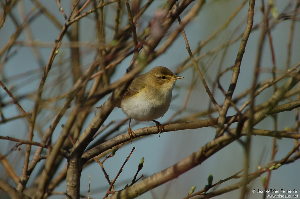 Willow Warbler