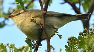 Willow Warbler