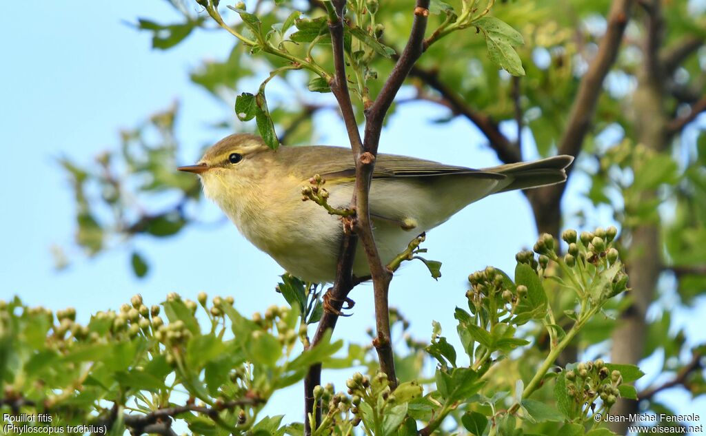 Willow Warbler