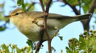 Willow Warbler