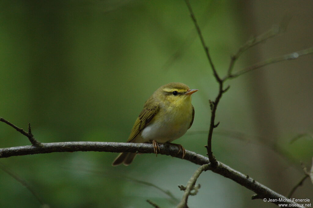 Wood Warbler