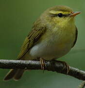 Wood Warbler