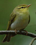 Wood Warbler