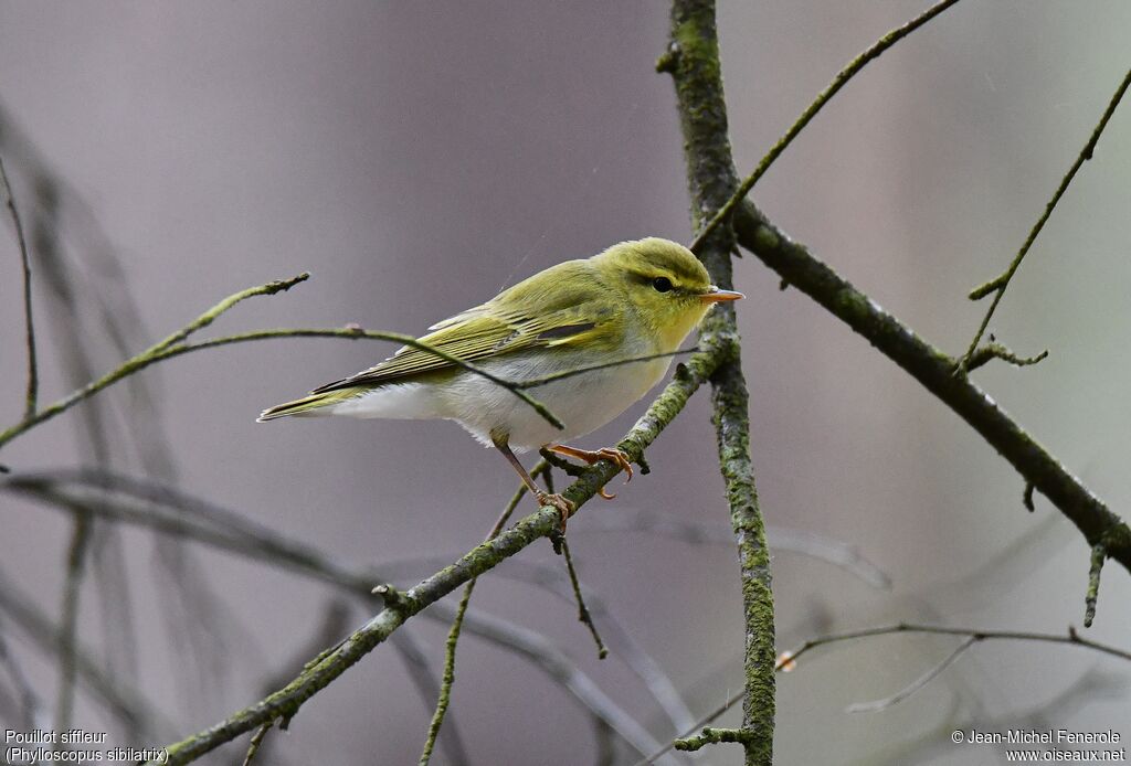 Wood Warbler