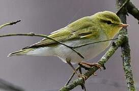 Wood Warbler