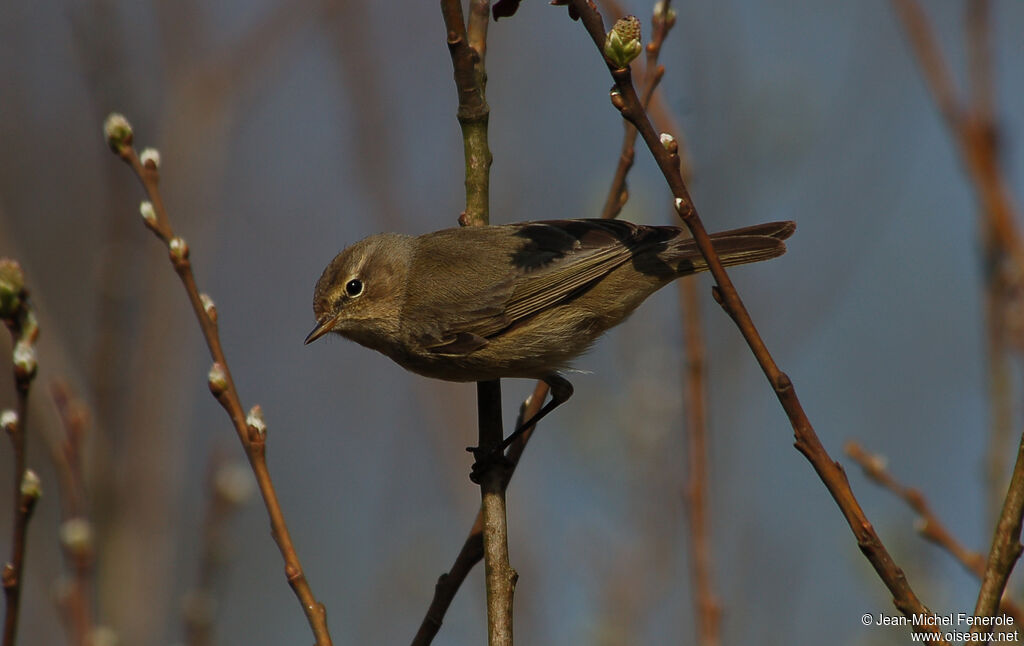 Common Chiffchaff