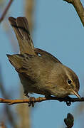 Common Chiffchaff