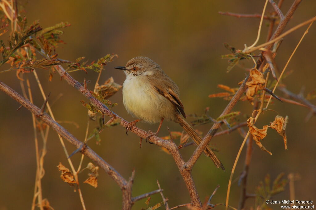 Prinia à plastron, identification