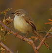 Prinia à plastron