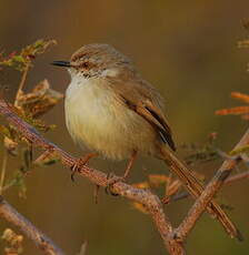 Prinia à plastron