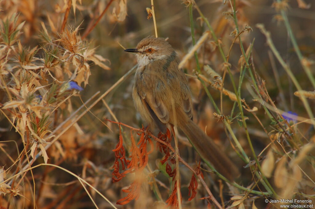 Prinia à plastron, identification