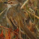Prinia à plastron