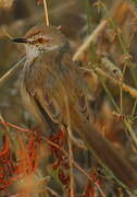 Prinia à plastron