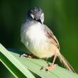 Prinia à ventre jaune