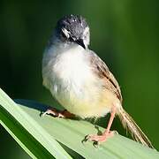 Prinia à ventre jaune
