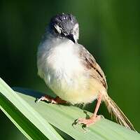 Prinia à ventre jaune