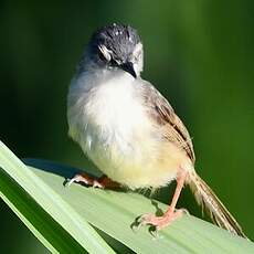 Prinia à ventre jaune