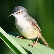 Prinia à ventre jaune