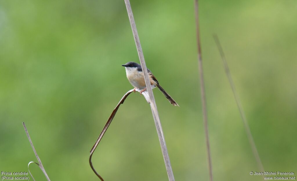 Ashy Prinia