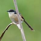 Prinia cendrée