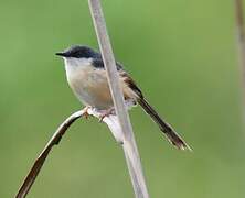 Prinia cendrée