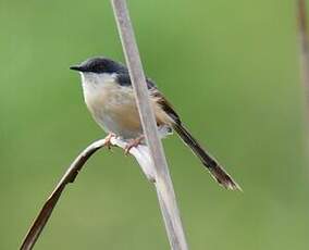 Prinia cendrée