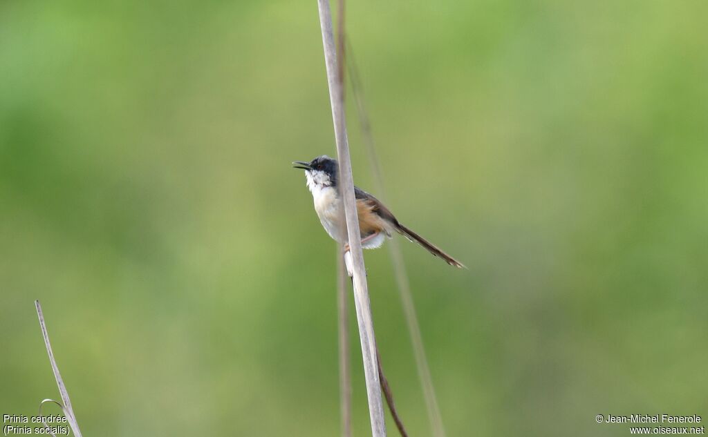 Prinia cendrée