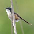 Prinia cendrée