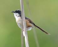 Prinia cendrée