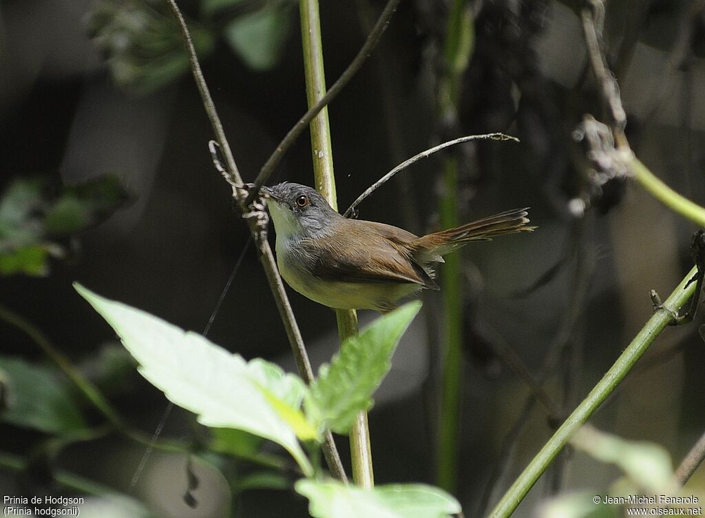 Prinia de Hodgson