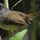 Prinia de Hodgson