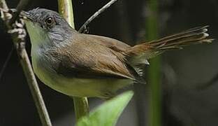 Grey-breasted Prinia