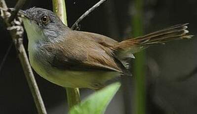 Prinia de Hodgson