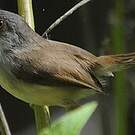 Prinia de Hodgson