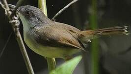 Prinia de Hodgson